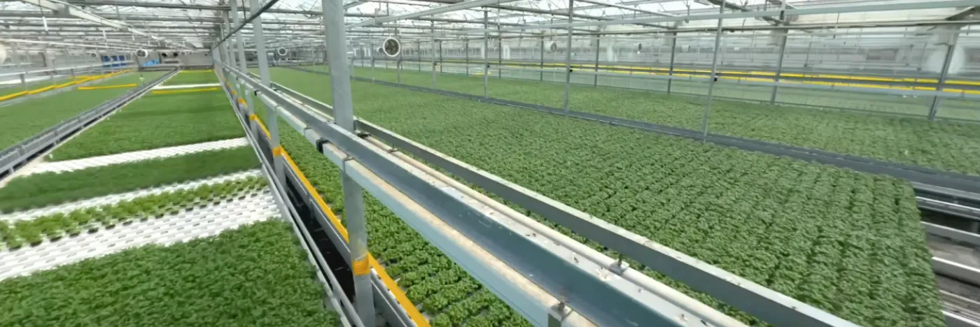 Manene room show fpv